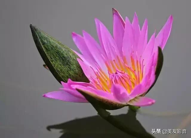 江南可采莲莲叶何田田全诗讲解,有关莲的古诗词大全