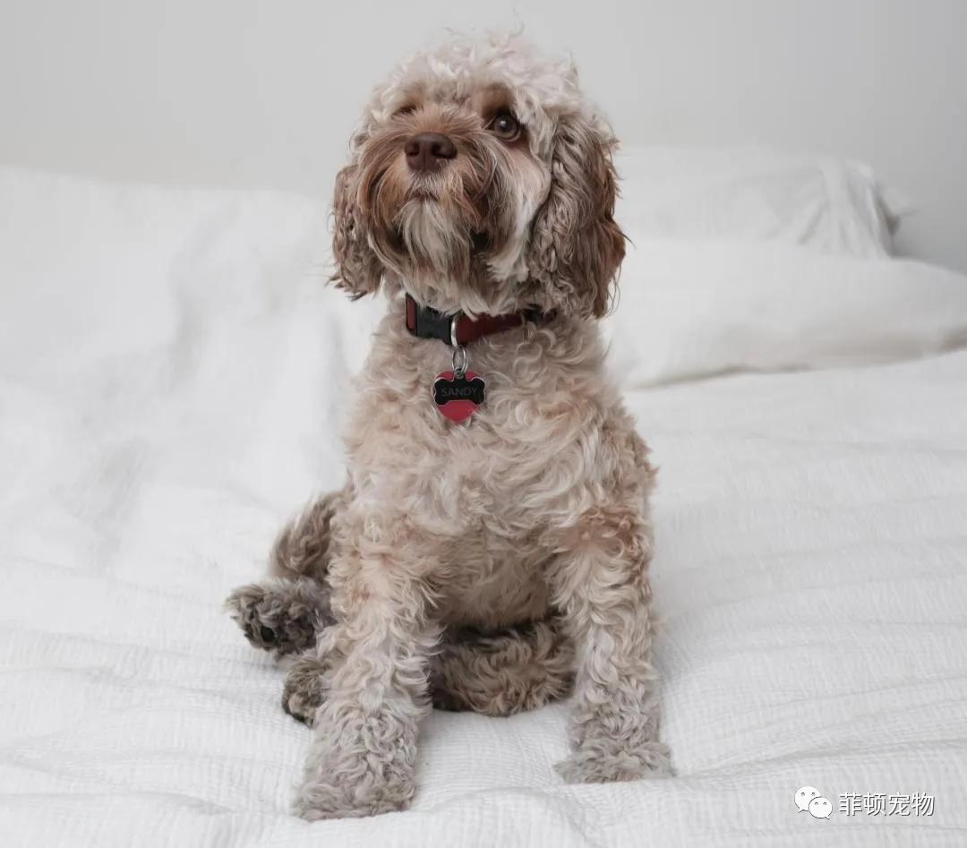 狗子来大姨妈的时候,狗子大姨妈来了什么情况