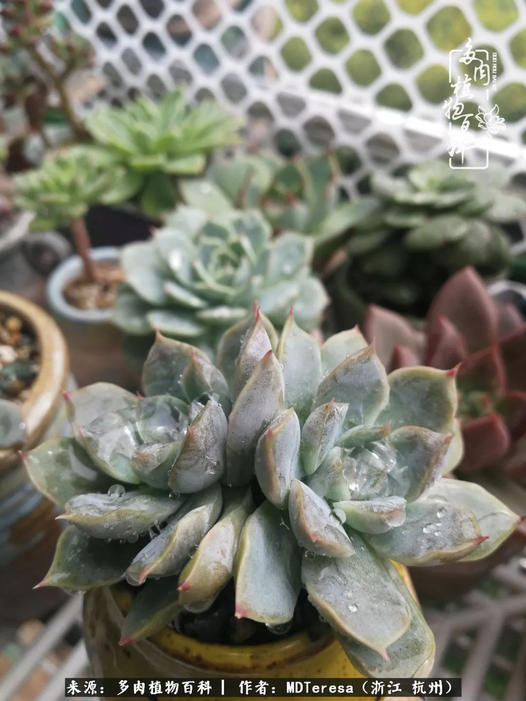 养好能养好的才是王道！期待多肉们的华丽转身