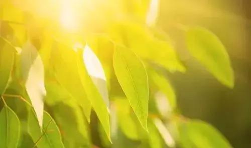 防虫保鲜,防虫保命小妙招