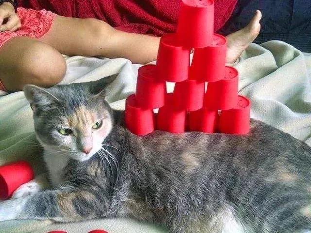 怎样可以封印住一只猫,咋样可以快速封印猫咪