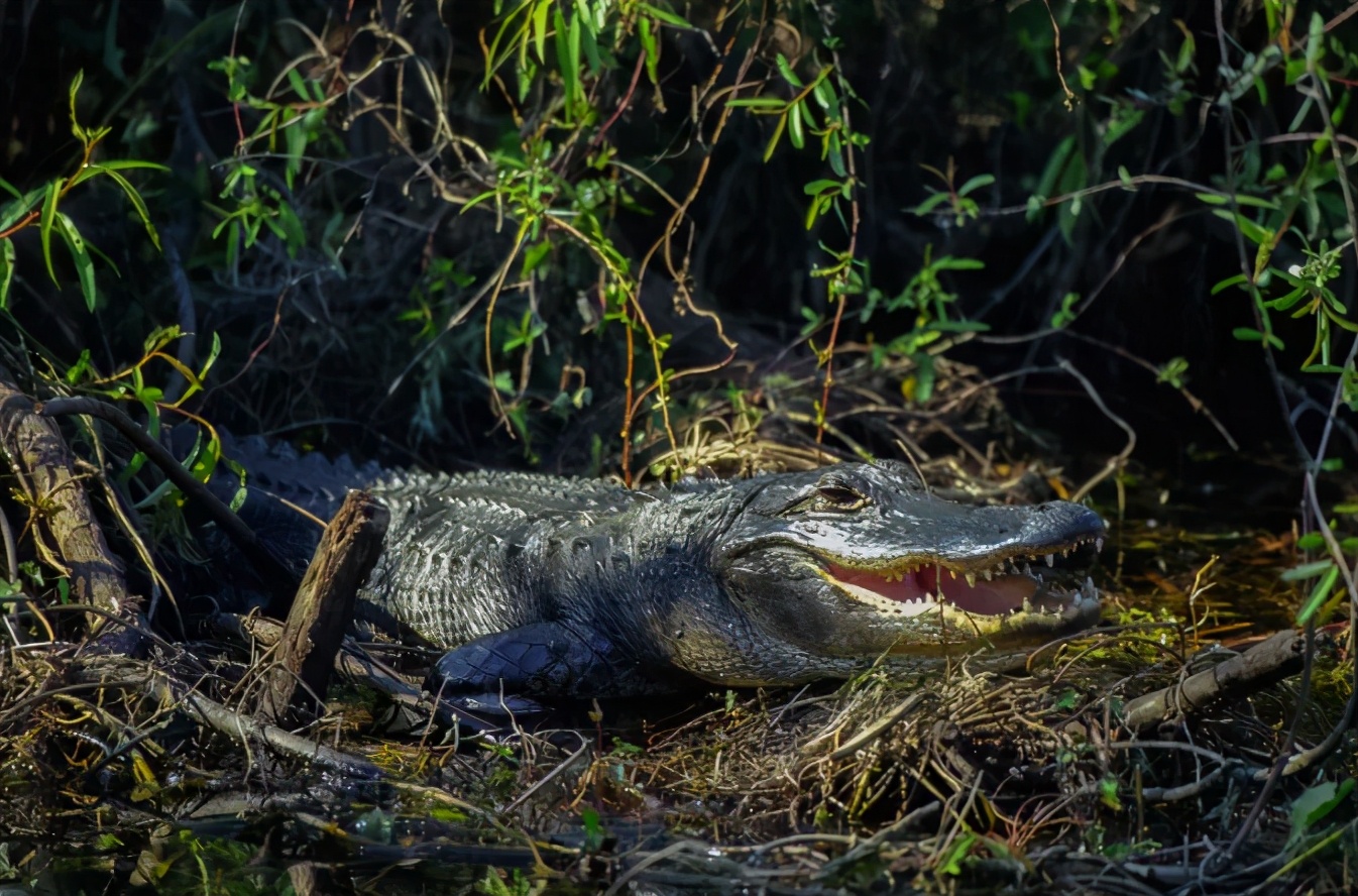 你知道乌龟为什么能活这么久吗,乌龟不用吃东西它也能活下来吗