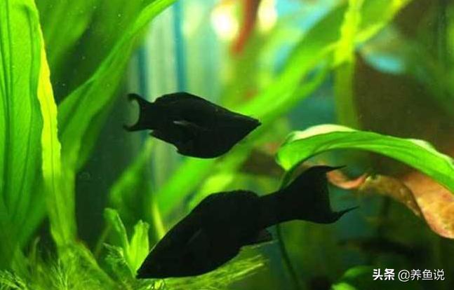 孔雀鱼玛丽鱼针尾烂尾,孔雀鱼合缸缩尾怎么治疗