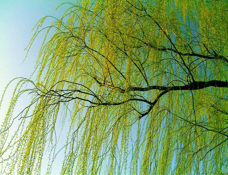 历史上的地产项目文案大师刘禹锡,房地产文案大师刘禹锡