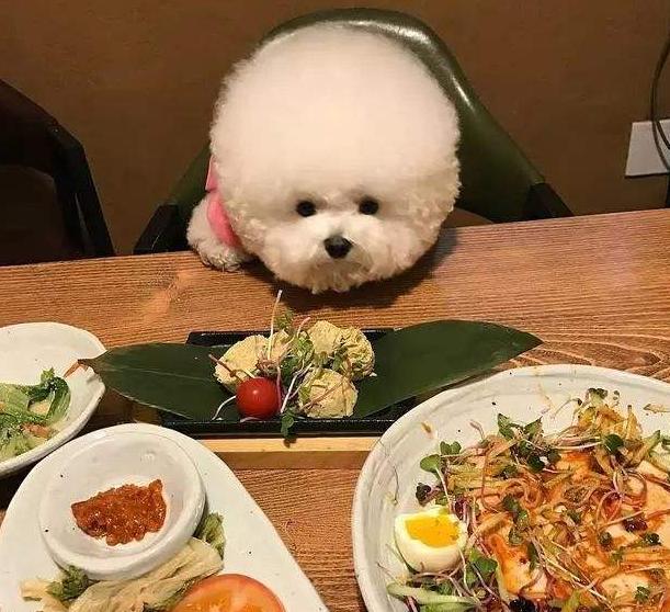 比熊犬的这6大缺点,比熊犬容易出现哪些问题