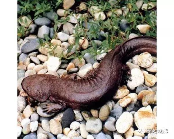 西峡龙潭沟娃娃鱼,西峡哪里做娃娃鱼好吃