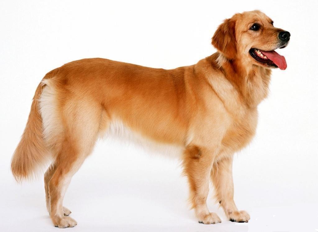 世上最罕见的狗品种图片,全世界狗品种视频