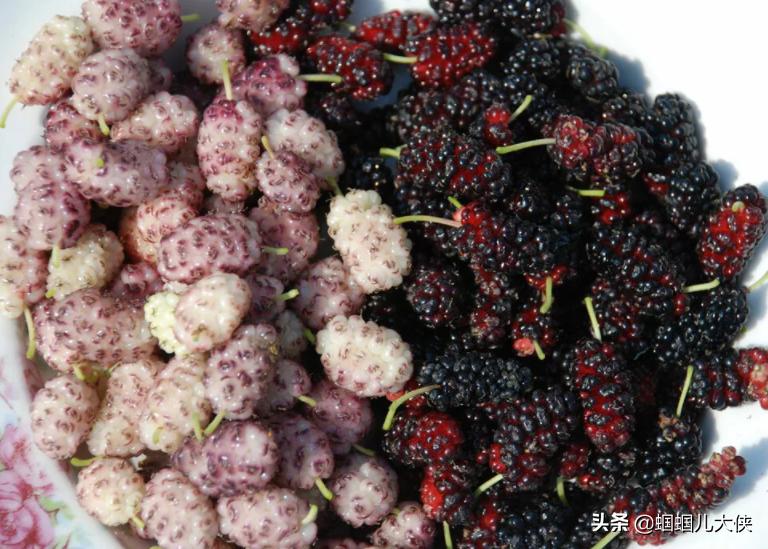 所有的新疆特产,旅游从新疆带的特产