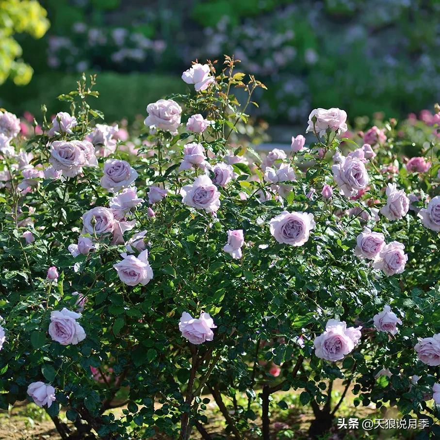 最接近月季花香的香水,以香水名字命名的月季有哪些