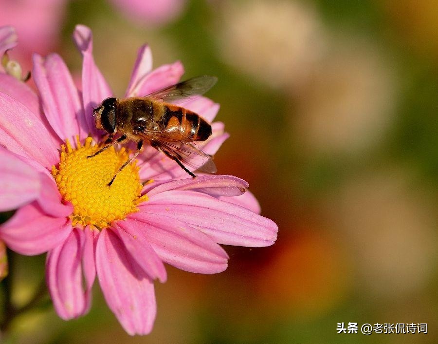 诗人看到蜜蜂采蜜，写下一首唐诗，其中却有强烈讽刺