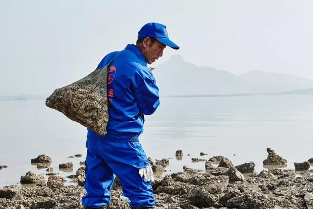 乳山生蚝和普通生蚝的区别10斤装,乳山生蚝鲜活特大生蚝