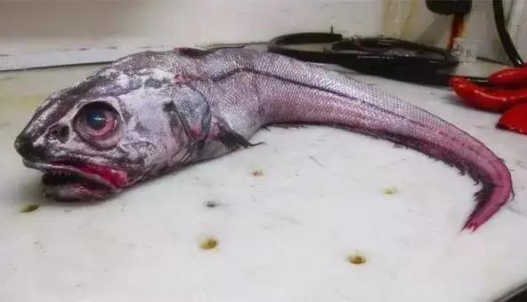 银鳕鱼和油鳕鱼有何区别,银鳕鱼和鳕鱼的营养区别