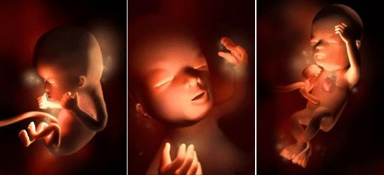 胎儿的发育全过程及注意事项,胎儿发育40周全过程纪录片