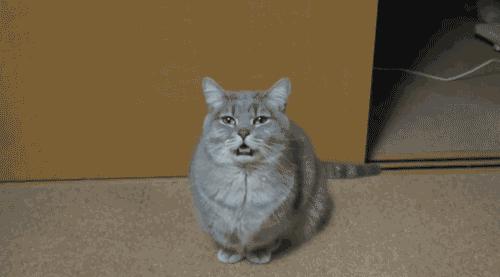 猫放一个屁，全家吃不下饭！真的好臭啊啊啊啊啊