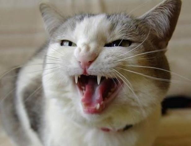 猫咪生病的12种表现铲屎官必知,铲屎官注意猫咪这个部位也需护理