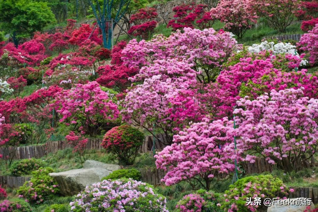 五一莫奈庄园一日游,五一不出游在家门口看风景