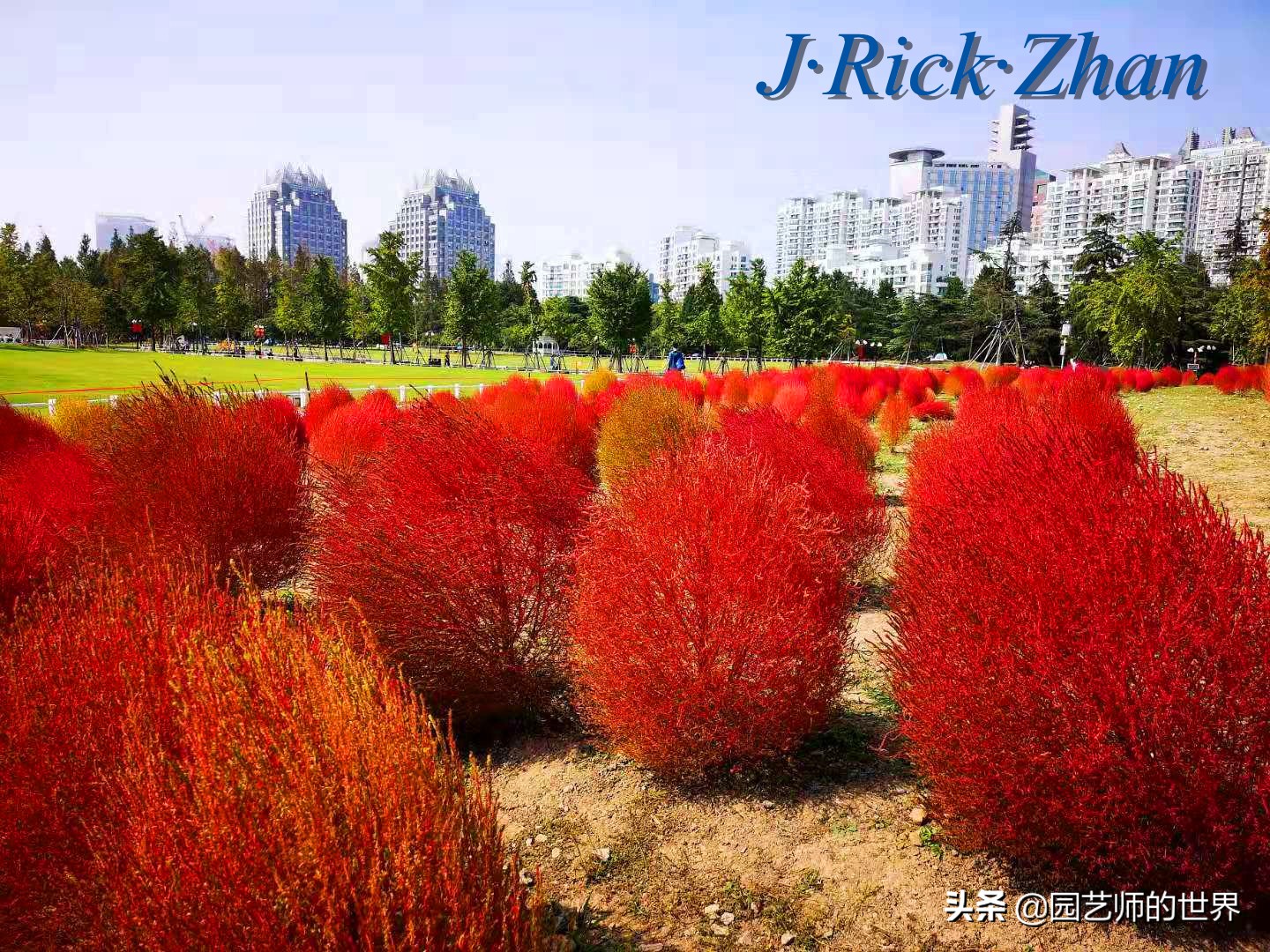 红色地肤草的种植方法,红地肤怎么养