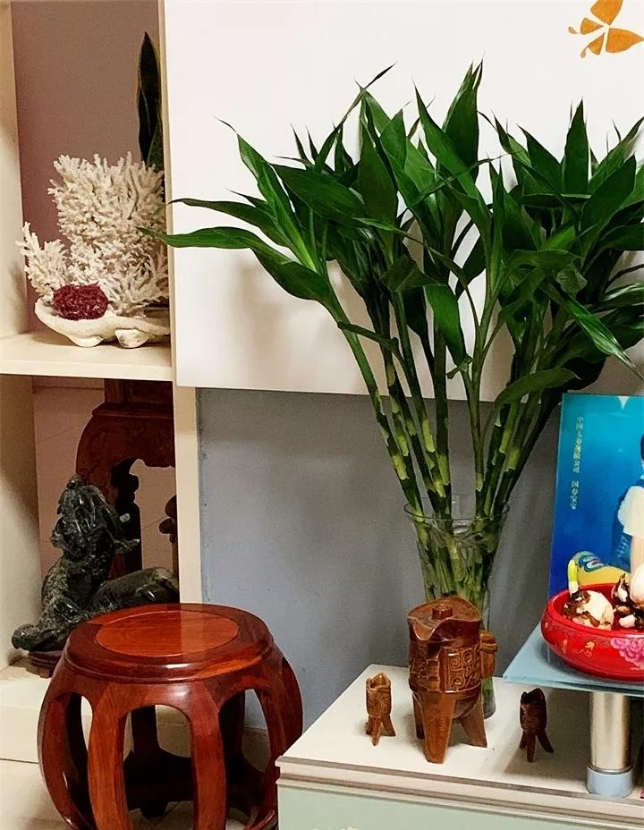 盆栽花发蔫什么原因,买回来的花很快就蔫的原因