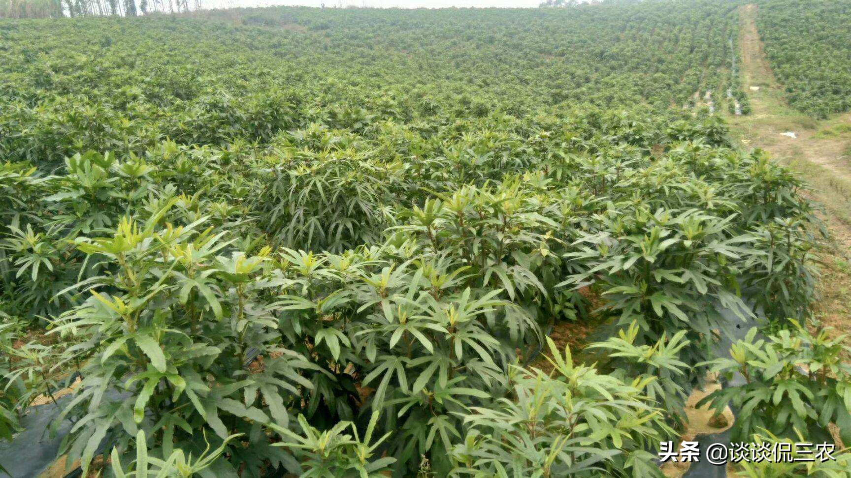 五爪龙煲汤可搭配哪些祛风湿,五爪龙汤方子图片