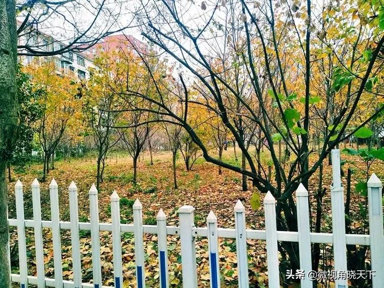 信阳第七中学招生简章,信阳市平桥区第七小学招生