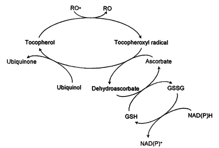 什么是抗氧化,抗氧化是真的吗