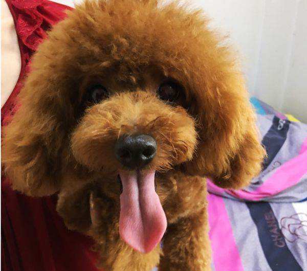 泰迪狗狗劝退行为视频,泰迪怼天怼地怼空气还咬人