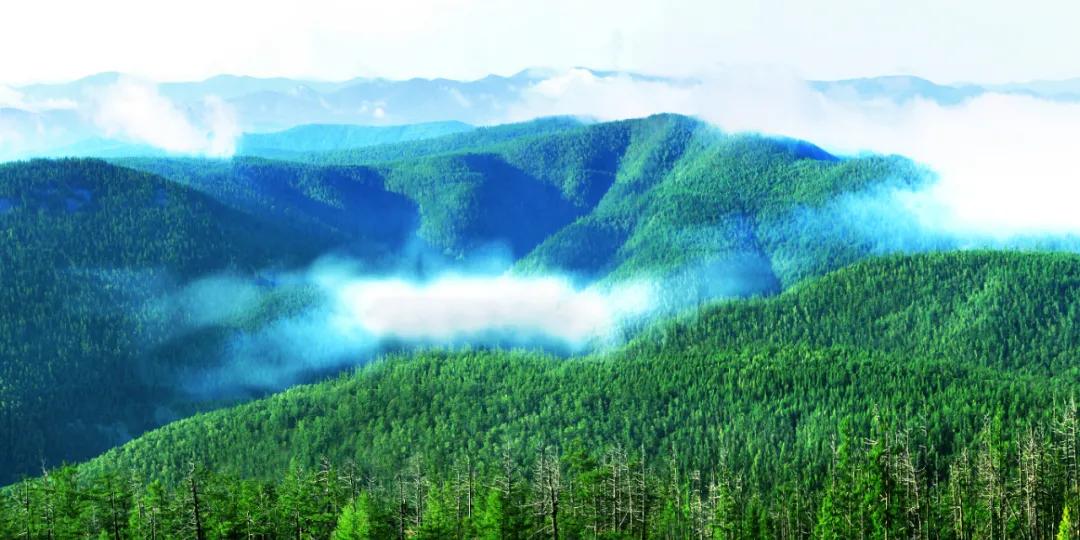 呼伦贝尔大草原天蓝草绿,呼伦贝尔蓝天白云牛羊成群