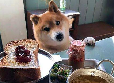 狗狗一天要喝多少水才正常,狗狗一天喂几次水最好