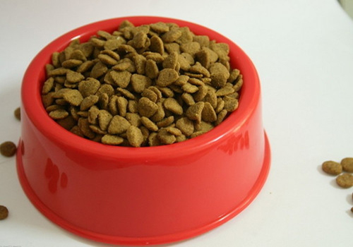 新手养宠：狗狗犬不吃饭怎么办？狗狗的饲养手册