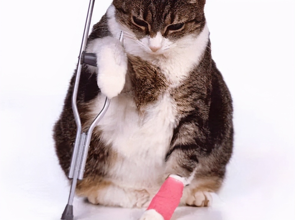 猫受伤结痂又挠开了,猫受伤结痂了要不要抠掉