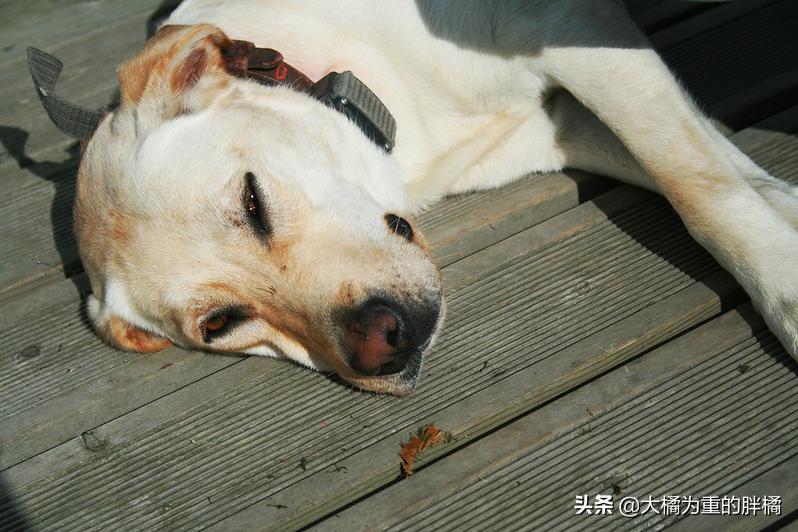 走丢的金毛在马路上找主人,金毛丢了再贴寻狗启事