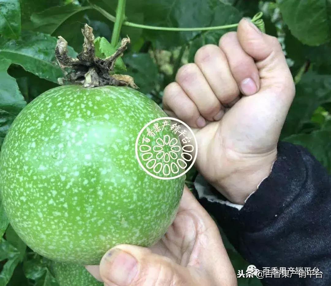 怎么分辨黄金百香果树苗的真假,紫色百香果与黄金百香果有何区别