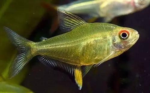 灯鱼草缸造景教程,草缸造景养什么鱼