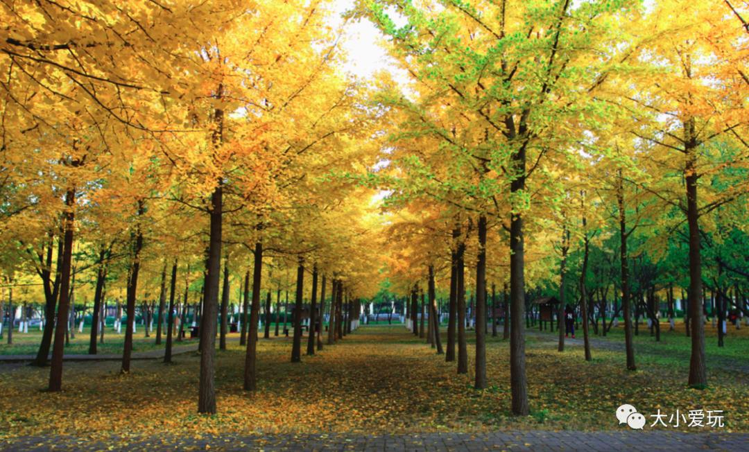 北京红螺寺银杏最佳观赏时间,北京赏银杏景区有哪些