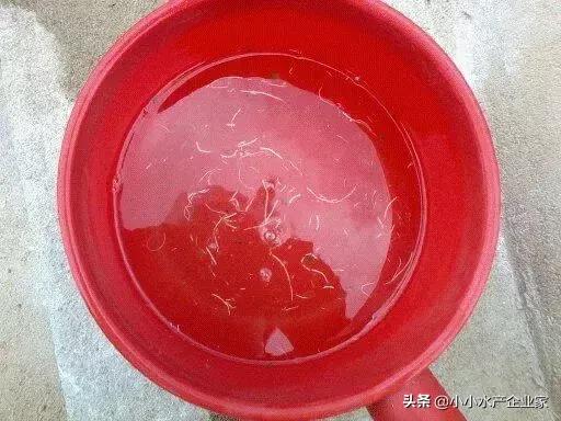 对虾黄肝是什么原因引起的,对虾白便可以治好吗