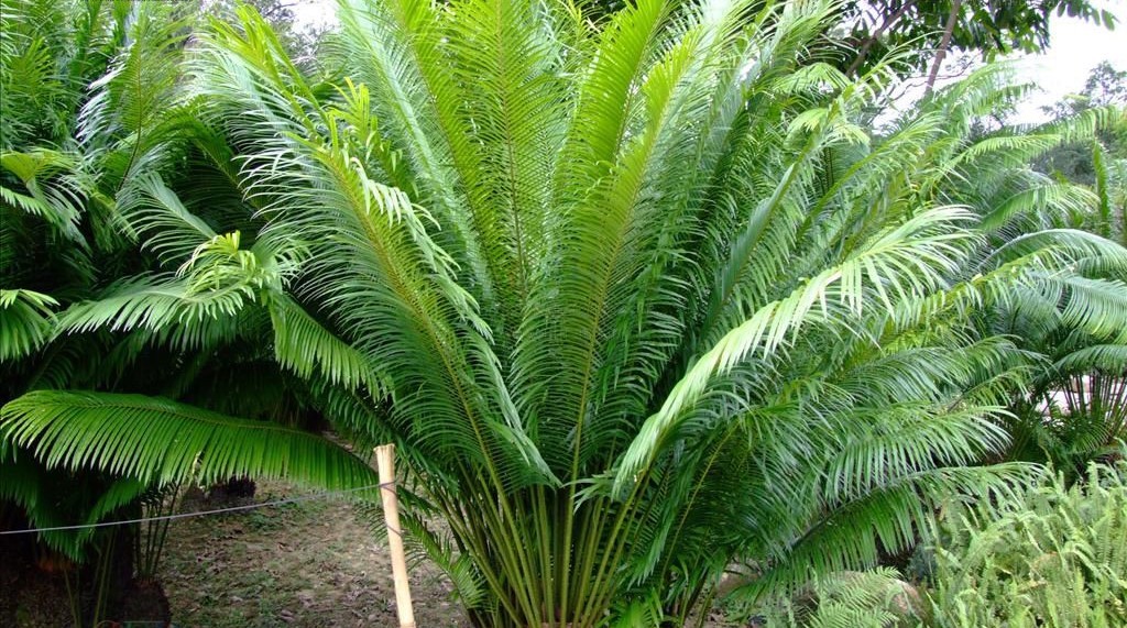 苏铁和银杏都被称为活化石,苏铁能被称为活化石的原因