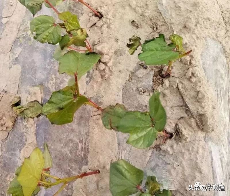 棉花棉苗立枯病,棉花苗期打什么药棉苗长得快
