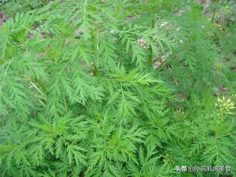 艾草鸡蛋汤，春天的美味，清香美味又营养，爱美的女人不可错过