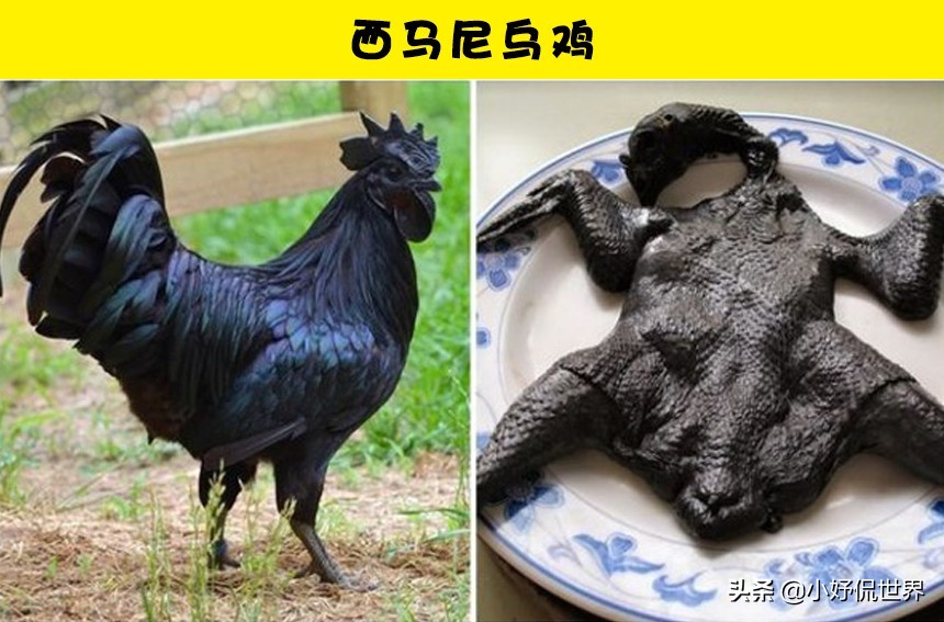 盘点那些很贵的食物,昂贵的8种食物你吃过哪几个