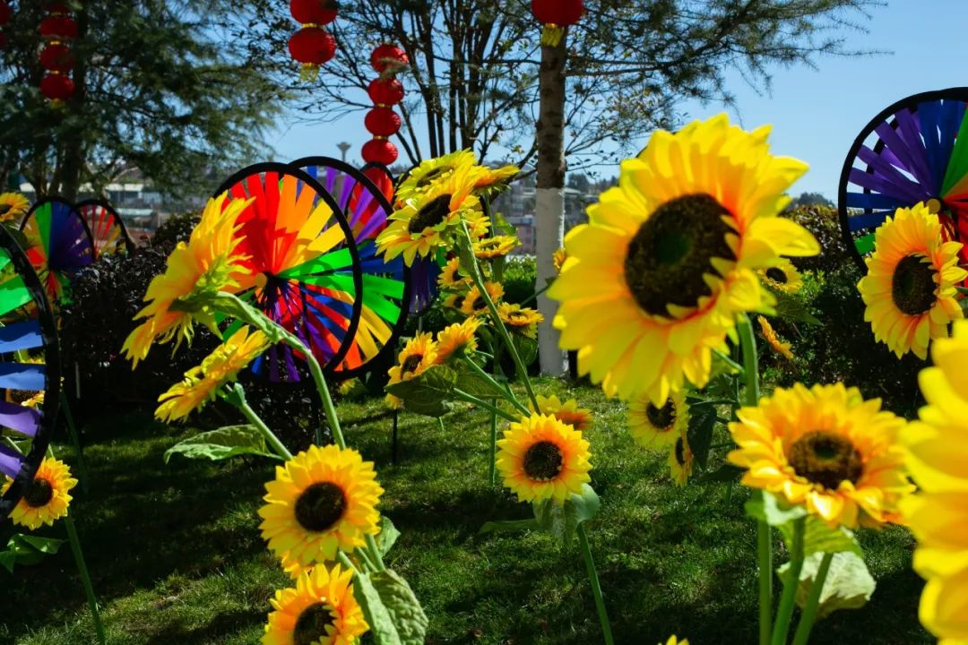 鏄嗘槑钀屽疇鍔ㄧ墿涓婚涔愬洯,鏄嗘槑瀹ゅ唴钀屽疇涔愬洯