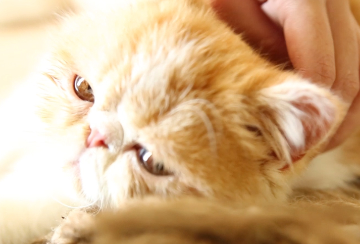 猫咪生病或者不健康会有什么症状,猫咪状态不对