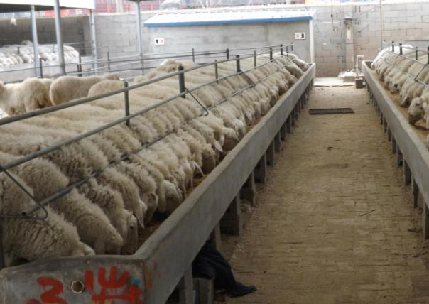 羊消化不良腹泻喂什么中药好,羊消化不良小偏方