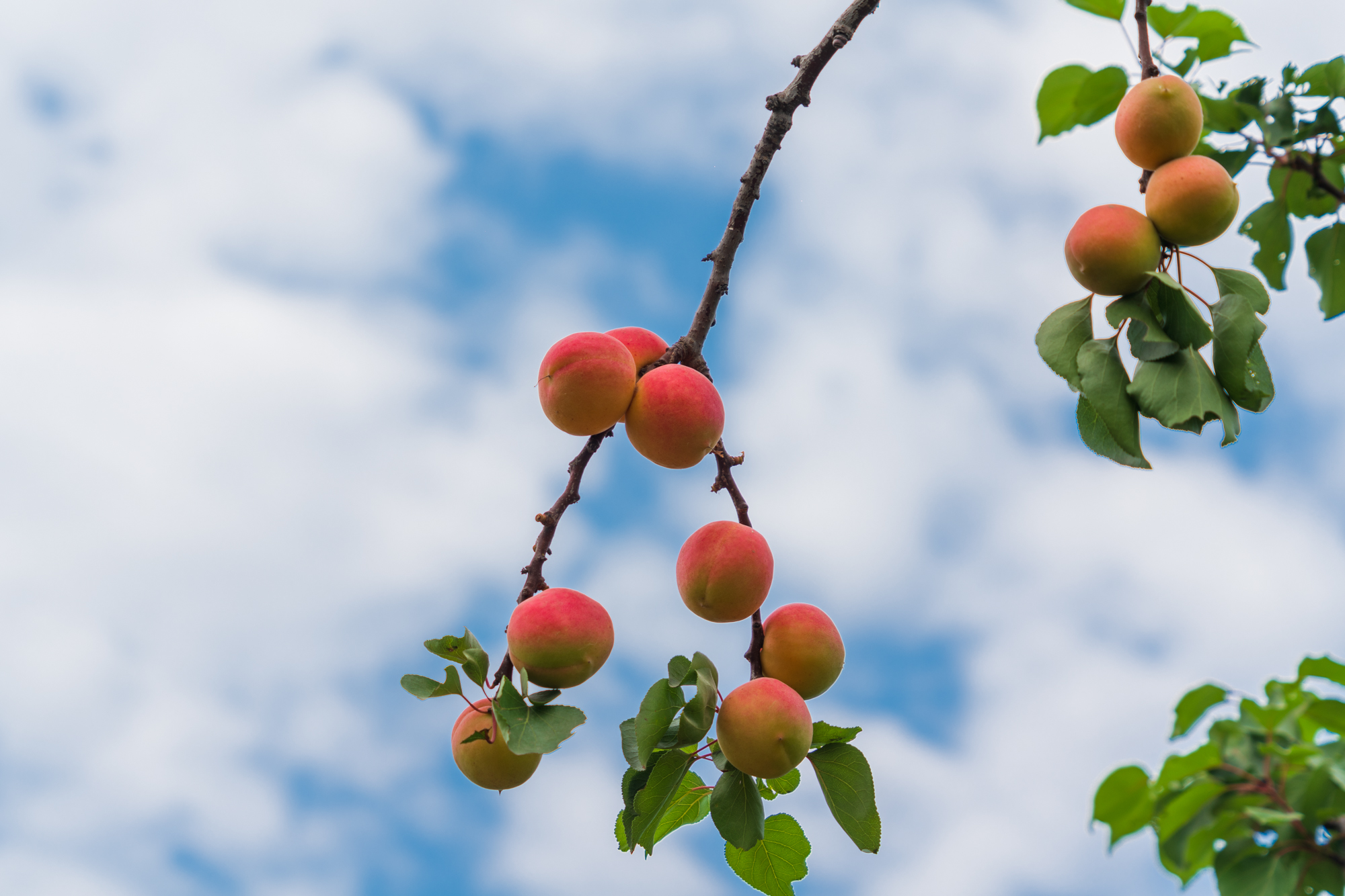 今年618不宅家，不剁手，我去巨鹿过杏节