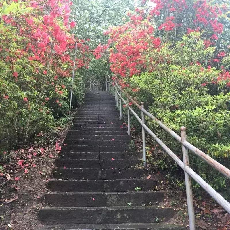 腾冲樱花谷景区,腾冲樱花谷