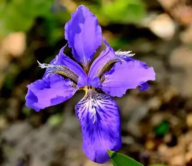 世界顶级奇花异卉,100种奇花异草图