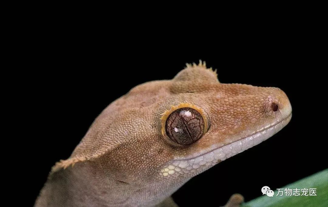 守宫幼体饲养入门常识,新宠到家怎么养