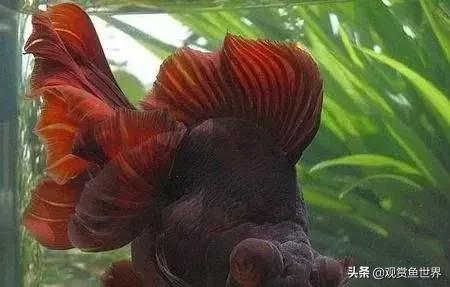 个别观赏鱼烂尾烂鳍烂鳞怎么回事,观赏鱼烂尾病怎么治疗