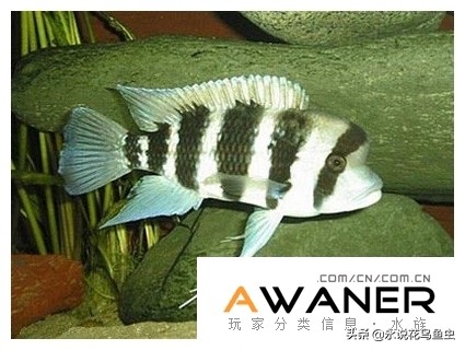 慈鲷六间混养,慈鲷科有哪些