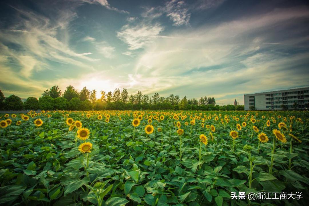 3月4日开始报名！浙商大三位一体报名攻略（附咨询通道）