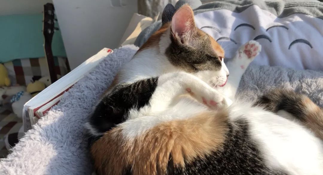 怎么预防猫咪黑下巴,三分钟搞定猫咪黑下巴问题